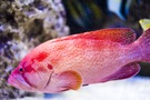 【アカジンミーバイ】は沖縄の高級魚！おいしい食べ方やおすすめの通販は？