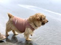 【犬服】おしゃれでかわいいブランドおすすめ7選！セレブに人気のメーカーも