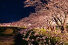 東京の夜桜スポットを徹底紹介！名所からデートにおすすめの穴場まで