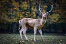 広島・宮島で鹿に会う前の注意点を解説！鹿の数や餌やり禁止の理由まで